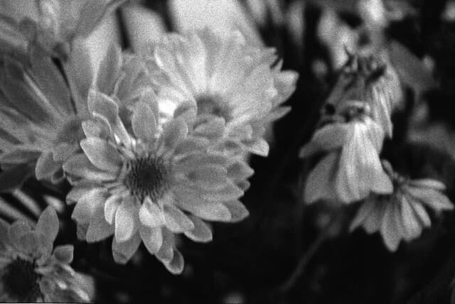 Community photo 5 shot on Delta 3200