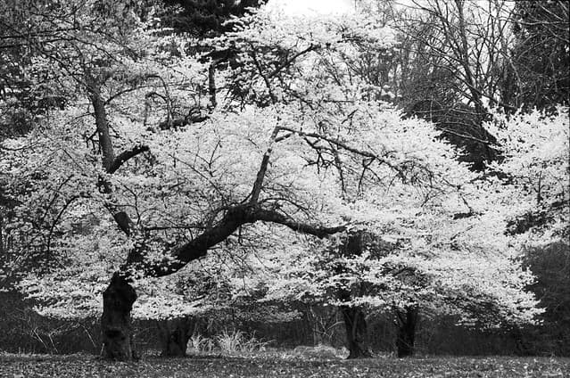 Community photo 7 shot on Kentmere 400