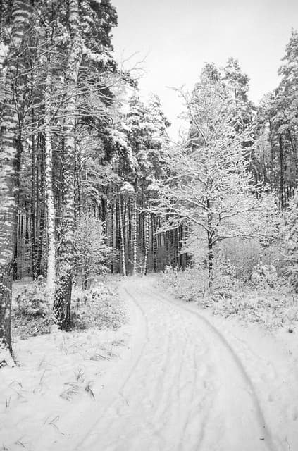 Community photo 5 shot on Fomapan R