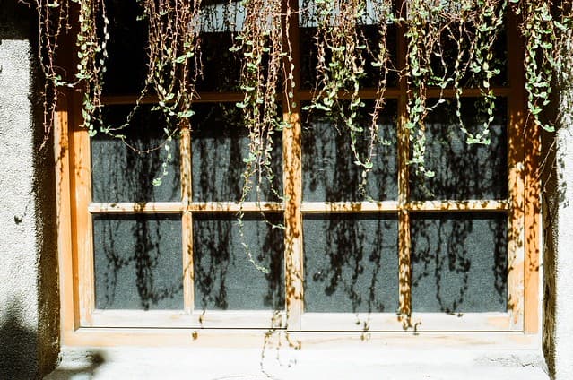 Community photo 5 shot on Gold 200