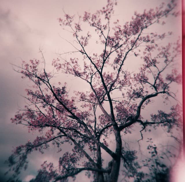 Community photo 8 shot on LomoChrome Purple